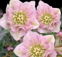 Морозник (восточный) - Дабл Элен Пинк (Люкс)