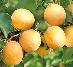 Абрикос - Водолей