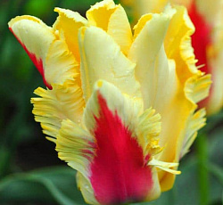 Тюльпан (Попугайный) - Зампа Пэррот (Люкс)