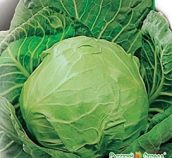 Капуста белокочанная Дитмаршер Фрюер