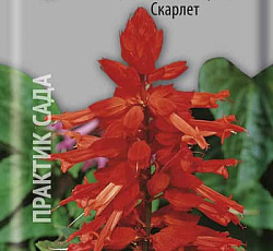 Сальвия Сверкающая Скарлет