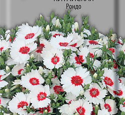 Гвоздика Китайская Рондо