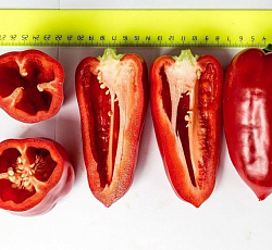 Перец сладкий Темп F1