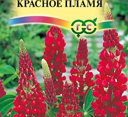 Люпин Красное пламя