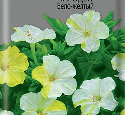 Мирабилис Чародей Бело-желтый