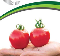 Томат Розовый шар