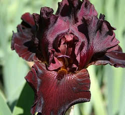 Ирис (бородатый) - Альмаден
