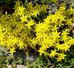 Очиток Желтый