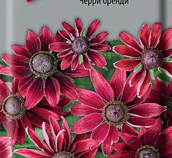 Рудбекия Черри бренди