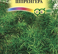 Аспарагус Шпренгера