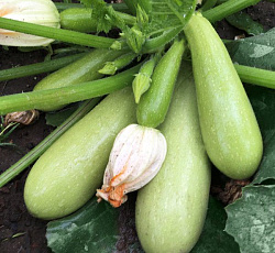 Кабачок Маэстро F1 (цуккини)