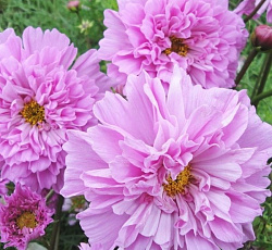 Космея Махровая Роуз бонбон