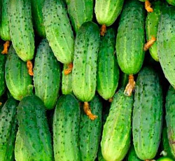 Огурец Мальчик с пальчик F1