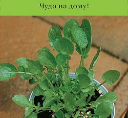 Кресс-салат Темп