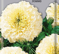 Бархатцы прямостоячие Эскимо