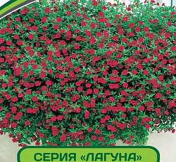 Петуния Лагуна Вивьен F1 многоцветковая каскадно-ампельная