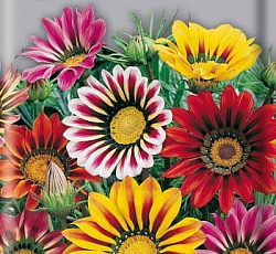 Газания Садовая звезда