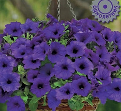 Петуния ампельная Изи Вейв Блю F1
