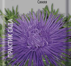 Астра Гигантские лучи Синяя