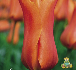 Тюльпан (Лилиецветный) - Балерина