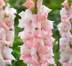 Гладиолус (крупноцветковый) - Адреналин