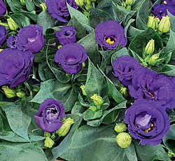 Эустома Джульетта Блю F1