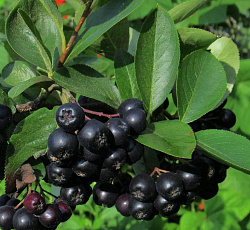 Арония (черноплодная) - Амит