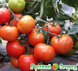 Томат Король рынка III F1