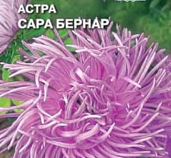 Астра Сара бернар (хризантемовидная)