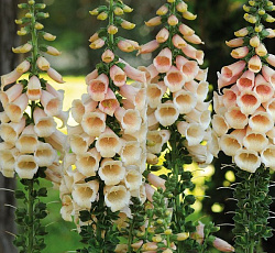 Наперстянка Карусель кремовая