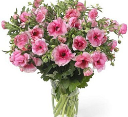 Лютик (гибридный) - Баттерфляй Гера