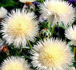 Василек мускусный Невеста