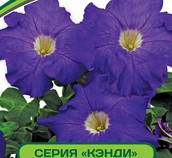 Петуния Кэнди Лаура F1 крупноцветковая прямостоячая
