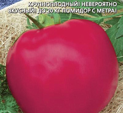 Томат Мишка косолапый малиновый