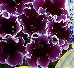 Глоксиния Импресс Блю Пикоти