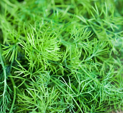 Укроп Первая зелень