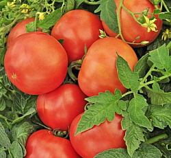 Томат Дикая роза