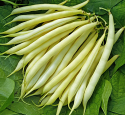 Фасоль овощная Масляный король (спаржевая)