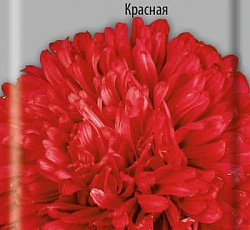 Астра Королевский размер Красная