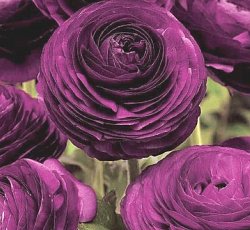 Лютик (Ранункулюс) Цветущая долина фиолетовая F1