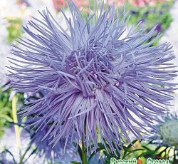 Астра Аквамарин Русский размер