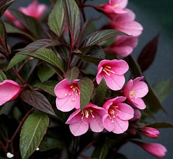 Вейгела (цветущая) - Элвера