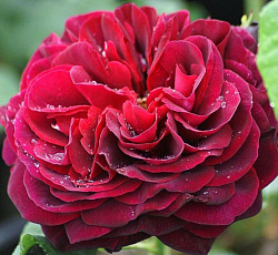 Роза (спрей) - Таманго