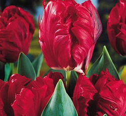 Тюльпан (Попугайный) - Топпэррот