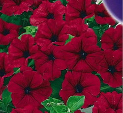 Петуния Суперкаскадная бургунди F1