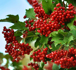 Калина красная (обыкновенная) - Красная Гроздь