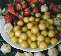 Физалис Сюрприз (изюмный)