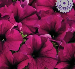 Петуния грандифлора Аладдин Бордовая
