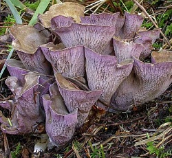 Лисичка булавовидная