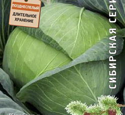 Капуста белокочанная Вьюга